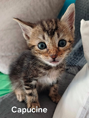 Adopter Capucine