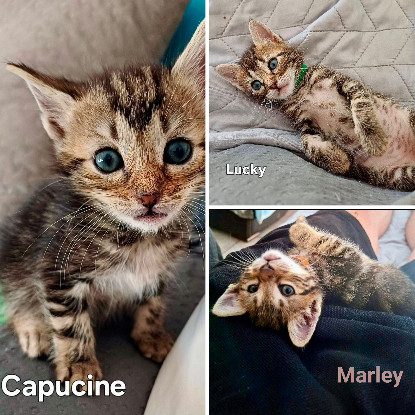 Adopter Capucine