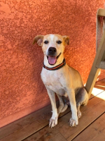Adopter  chien : Silla