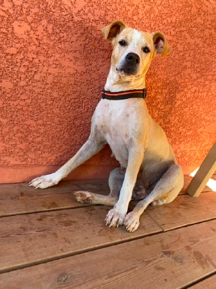 Adopter Silla