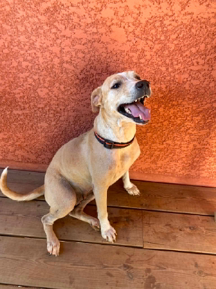 Adopter Silla