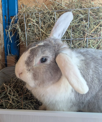 Adopter Oslo