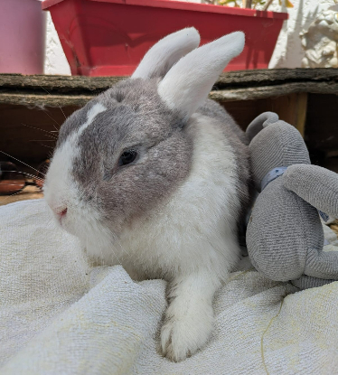 Adopter Oslo