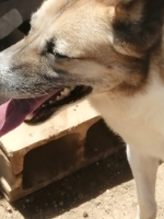 Adopter  chien : Tango