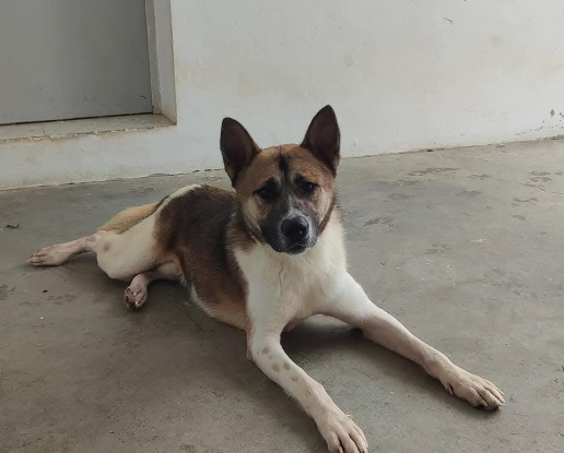 Adopter Tango