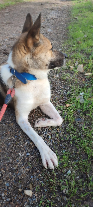 Adopter Tango