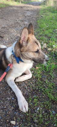 Adoption Tango