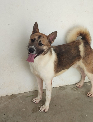 Adoption Tango