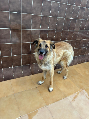 Adopter Nena