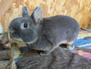 Jade