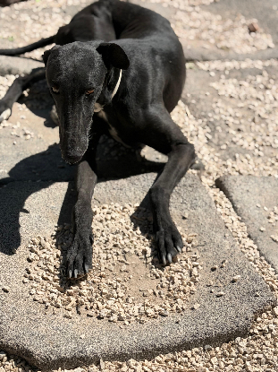 Adopter Cacahuete
