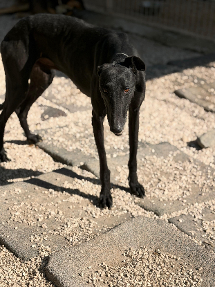 Adopter Cacahuete
