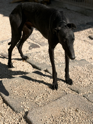 Adoption Cacahuete
