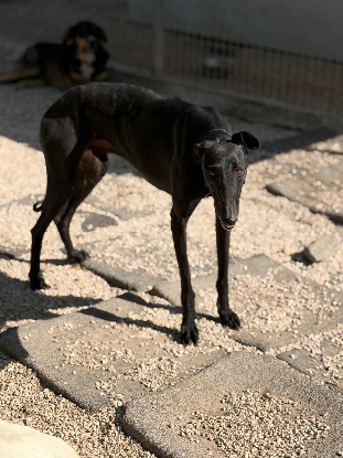 Adoption Cacahuete