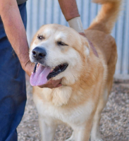 Adopter  chien : Goliath