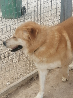 Adopter Goliath