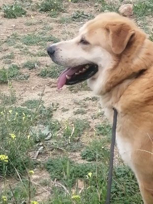 Adopter Goliath