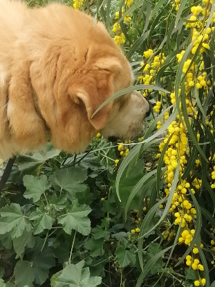 Adoption Goliath