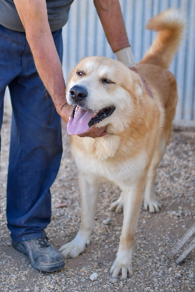 Adoption Goliath