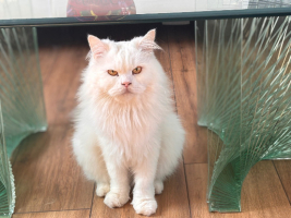 Adopter  chat : Daboo