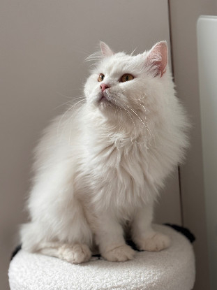 Adopter Daboo