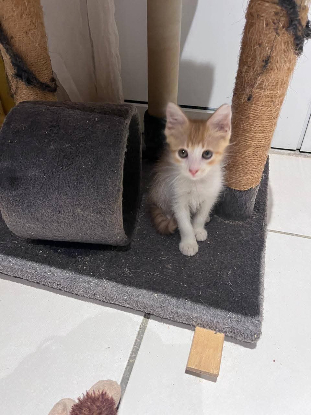 Adopter Muffin