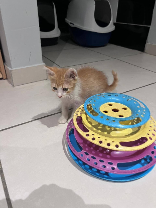 Adopter Muffin