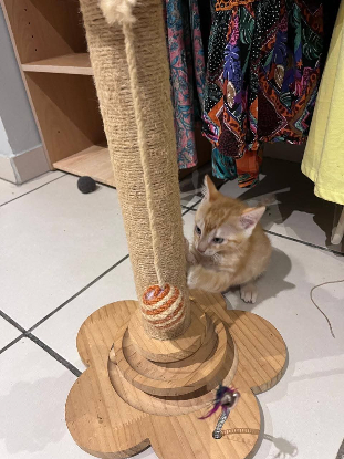Adopter Biscuit