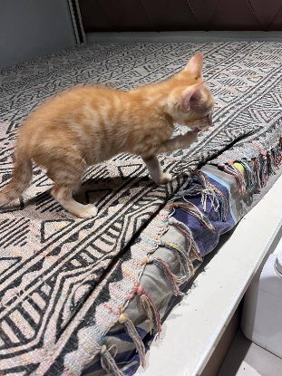 Adopter Biscuit