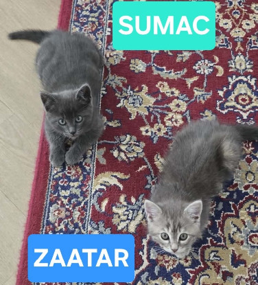 Adopter Duo sumac et zaatar