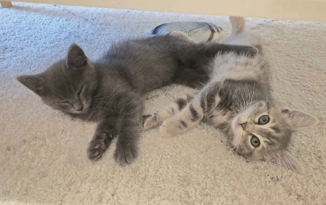 Adopter Duo sumac et zaatar