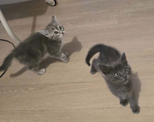 Adopter Duo sumac et zaatar