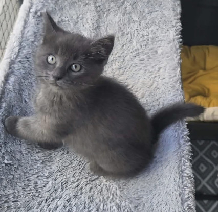 Adoption Duo sumac et zaatar