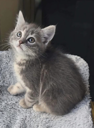 Adoption Duo sumac et zaatar