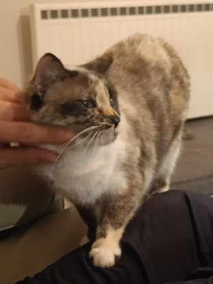 Adoption Héméra