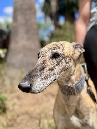 Adopter Carmela