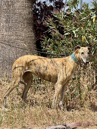 Adopter Carmela