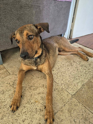 Adopter Baloo