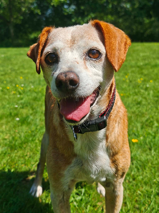 Adopter Michel