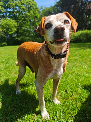 Adopter Michel