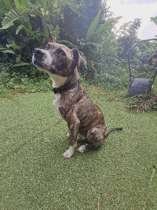 Adopter Sanson