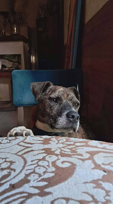 Adopter Sanson