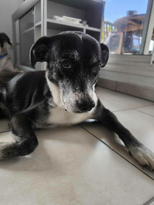 Adopter Papy