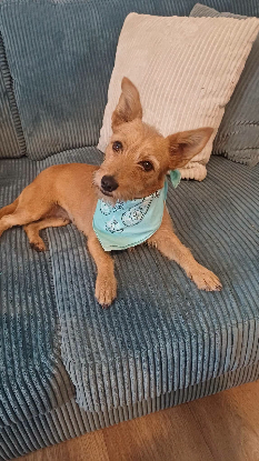 Adopter Croquette
