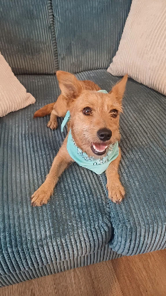 Adopter Croquette