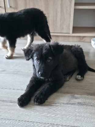 Adopter Noua