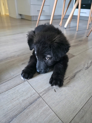 Adopter Noua