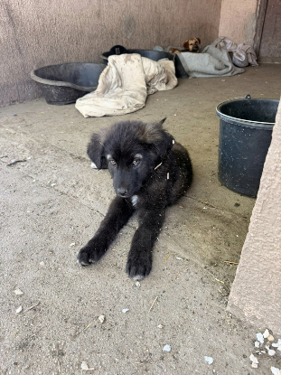 Adoption Noua