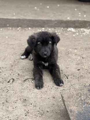 Adoption Noua