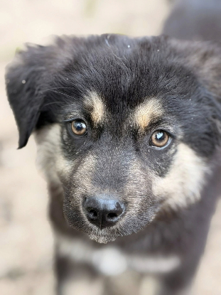 Adopter Nash